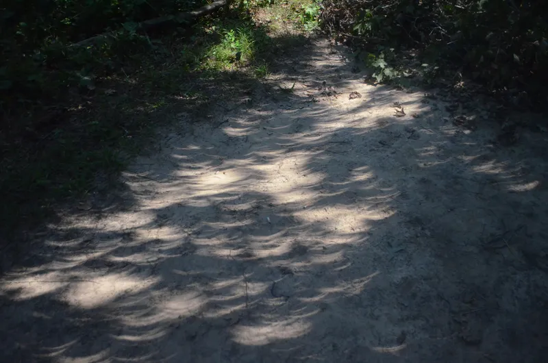 Viele kleine Sonnensicheln im Blätterschatten während einer partiellen Sonnenfinsternis